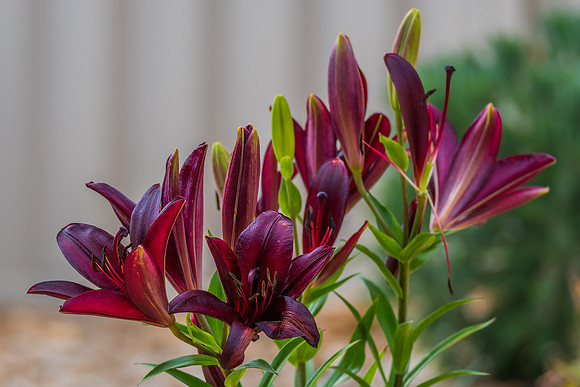 Black Lilium Night Rider Flowers