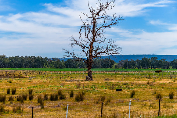 Riverina Countryside in Spring – Lush Fields Under Clouded Ski
