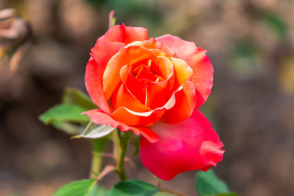 Beautiful Orange Rose starting to Bloom