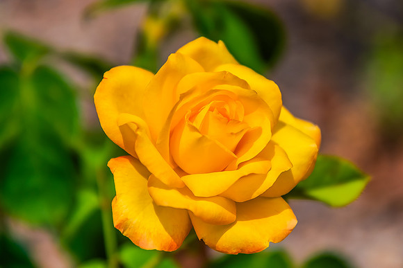 Beautiful Yellow Rose in Bloom