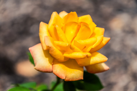 Beautiful Yellow Rose in Bloom