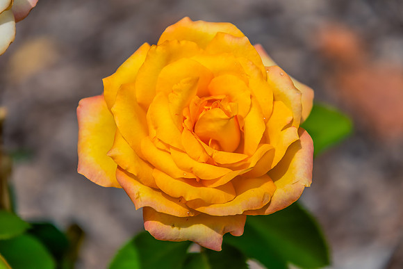 Beautiful Yellow Rose in Bloom