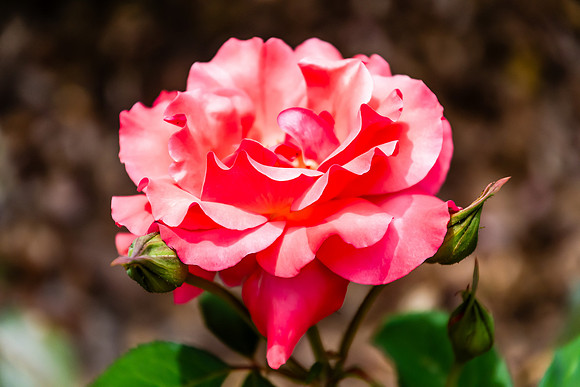 Shades of Pink - Rose in Bloom