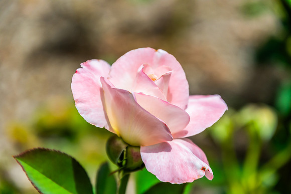 Beautiful Pale Pink Rose in Bloom
