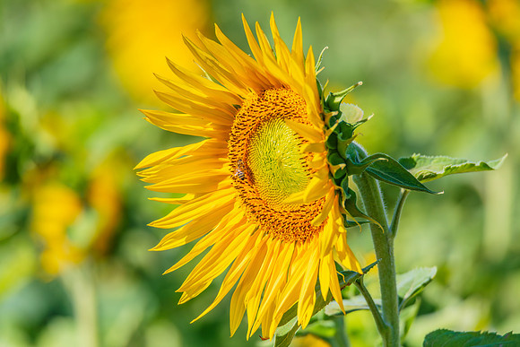 Honey Bees in the Heart of Summer Sunflowers