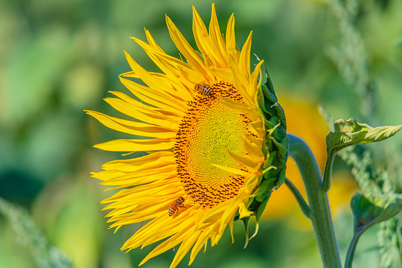 Honey Bees in the Heart of Summer Sunflowers