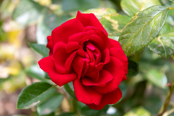 Beautiful Red Rose in Bloom