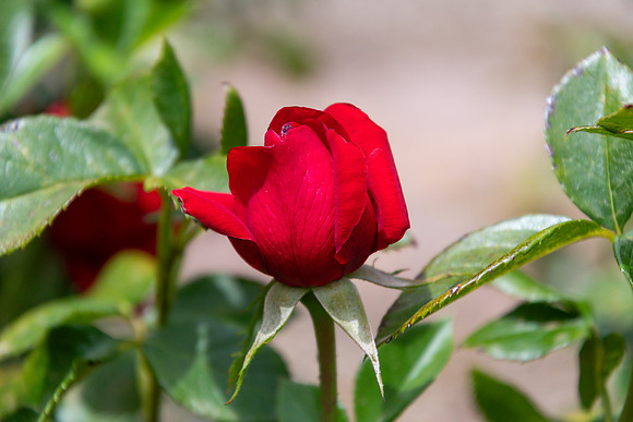 Beautiful Red Rose Bud beginning to Bloom