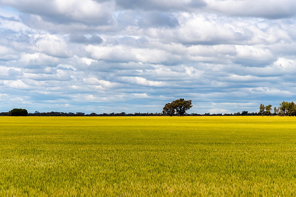 Clouds over the green crops in the Riverina countryside