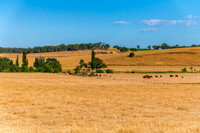 Goulburn Region - Explore the Picturesque Countryside of NSW