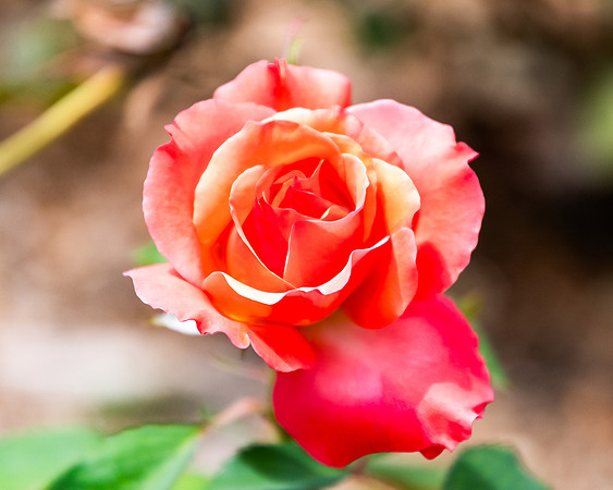 Shades of Pink and Orange - Rose in Bloom