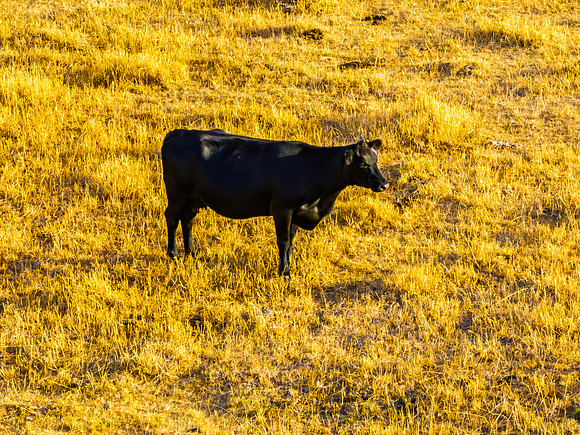 Cow in the Golden Hour Light