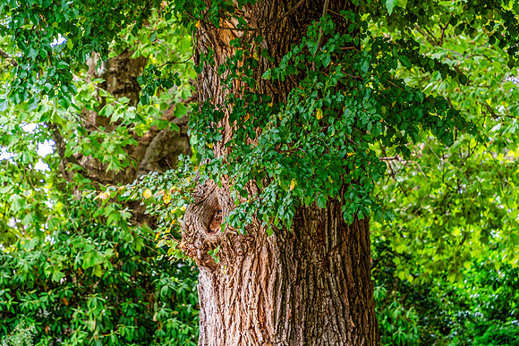 A Summer's day at Cook Park