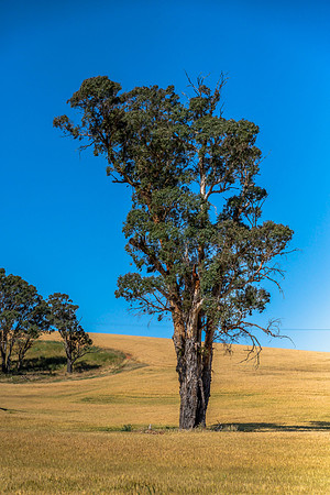Summer Countryside Under a Clear Blue Morning Sky