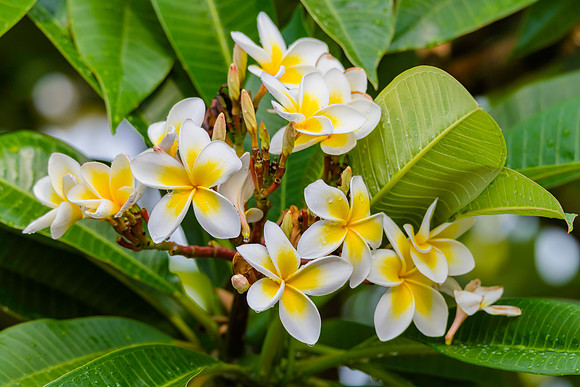 Frangipani flowers on the tree with rain drops