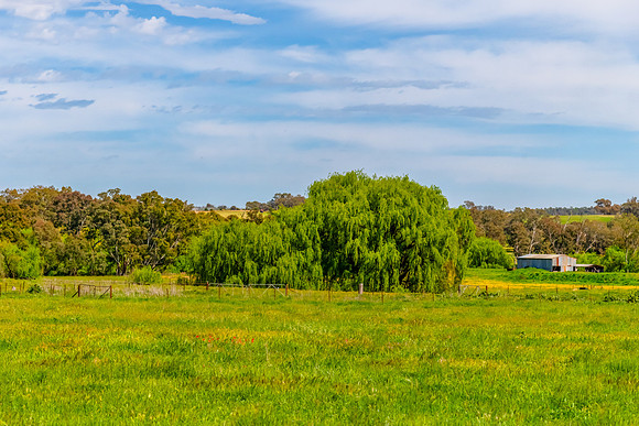 Riverina Countryside in Spring – Lush Fields Under Clouded Ski