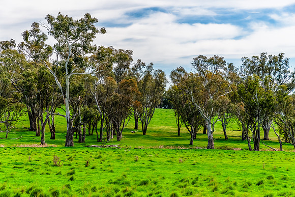 Riverina Countryside in Spring – Lush Fields Under Clouded Ski