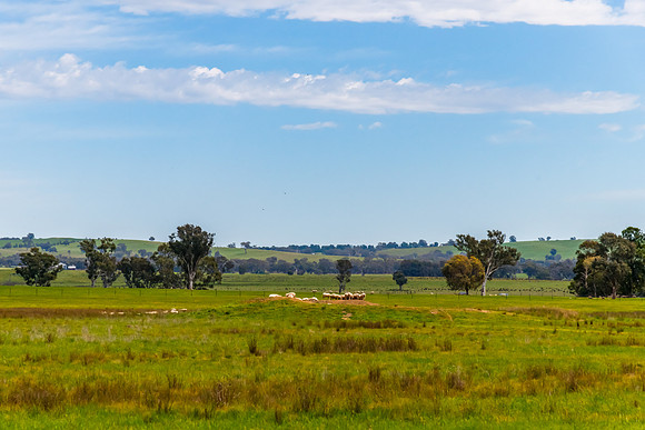 Riverina Countryside in Spring – Lush Fields Under Clouded Ski