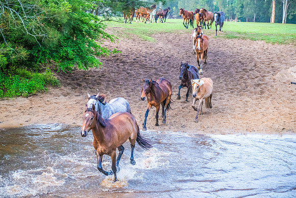 Early Morning Running Of The Horses at Glenworth Valley