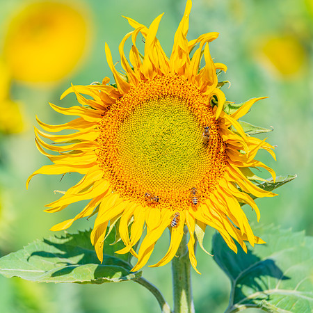 Honey Bees in the Heart of Summer Sunflowers