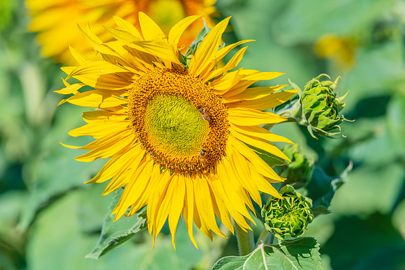 Honey Bees in the Heart of Summer Sunflowers