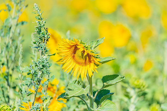 Honey Bees in the Heart of Summer Sunflowers