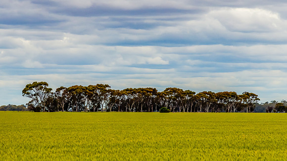 Clouds over the golden pastures in the Riverina countryside