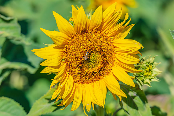 Honey Bees in the Heart of Summer Sunflowers