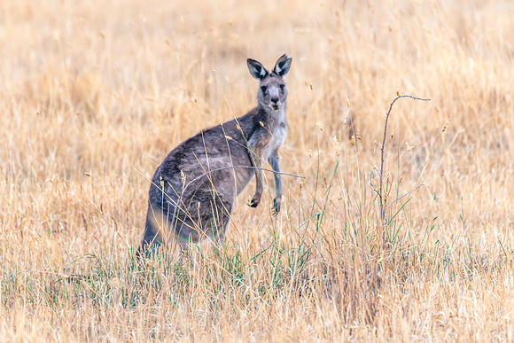 Eastern Grey Kangaroo Among the Summer Grasses