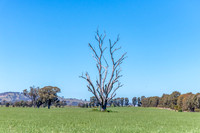 Rural countryside around Glenrowan in Victoria