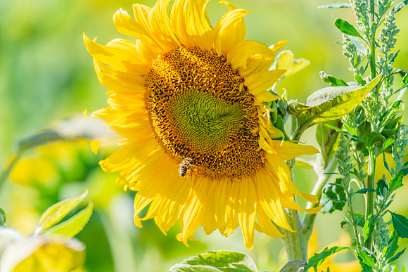 Honey Bees in the Heart of Summer Sunflowers