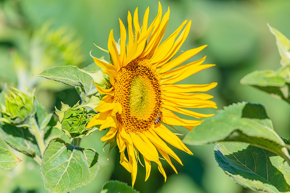 Honey Bees in the Heart of Summer Sunflowers
