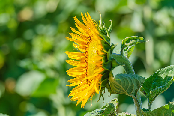 Honey Bees in the Heart of Summer Sunflowers