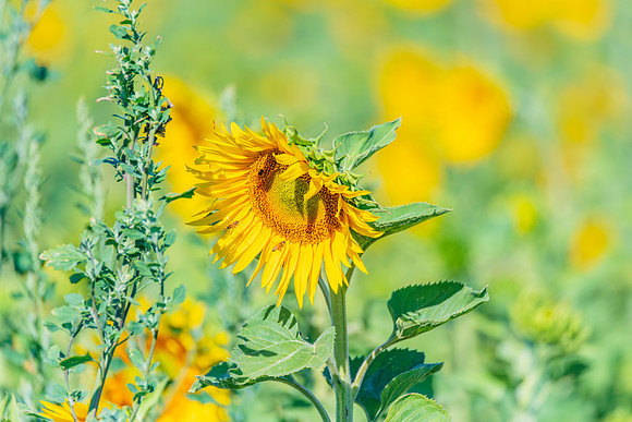 Honey Bees in the Heart of Summer Sunflowers
