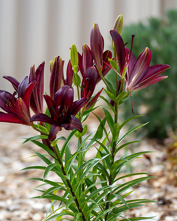 Black Lilium Night Rider Flowers