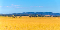 Goulburn Region - Explore the Picturesque Countryside of NSW