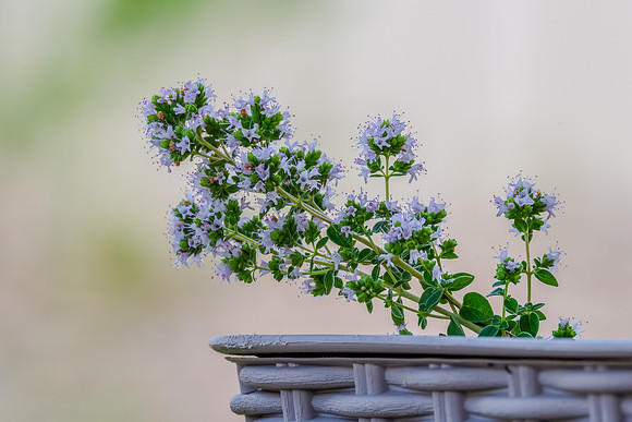 Oregano Flowers in the Summertime
