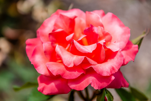 Coral Coloured Rose in Bloom