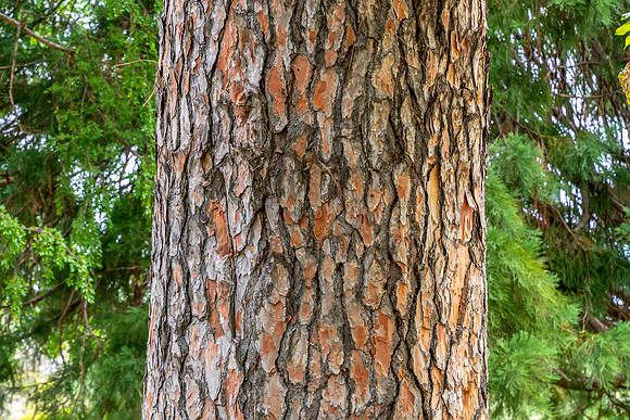 Detailed Tree Trunk with Rough Bark