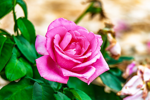 Shades of Pink - Rose in Bloom