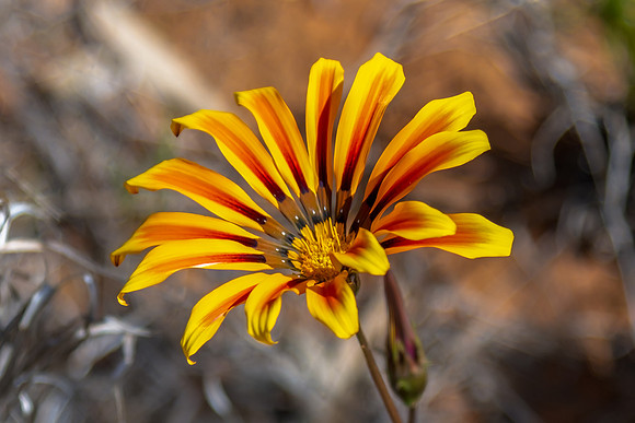 Yellow Gazania Wildflowers in the Riverina countryside