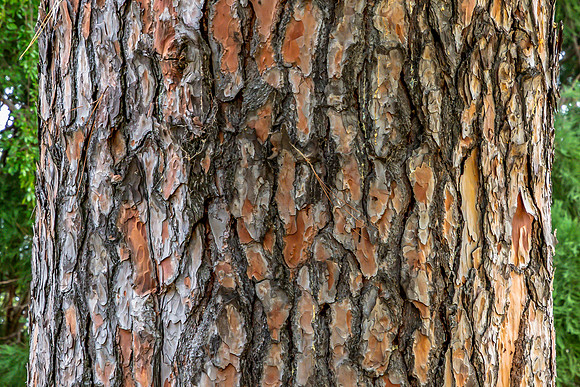 Detailed Tree Trunk with Rough Bark