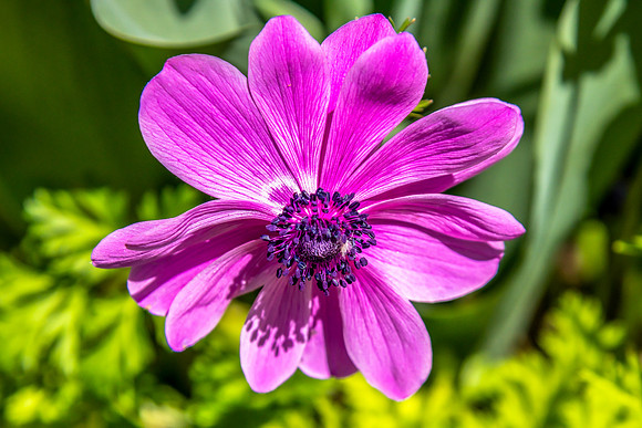 A vibrant pink Anemone flower