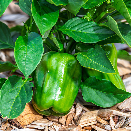 Green Capsicum Growing in the Garden