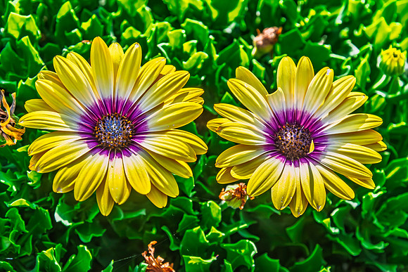Osteospermum Blue Eyed Beauty flowers in the garden
