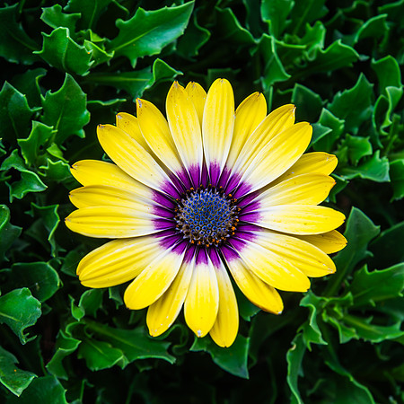 Osteospermum Blue Eyed Beauty flower in the garden