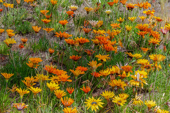 Yellow and Orange Gazania Wildflowers in the Riverina countrysid