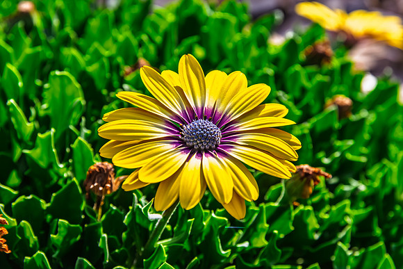 Osteospermum Blue Eyed Beauty flowers in the garden