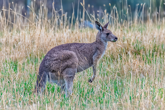 Eastern Grey Kangaroo Among the Summer Grasses