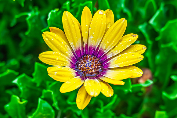 Osteospermum Blue Eyed Beauty flowers in the garden